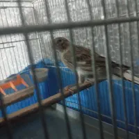 قناری بخون|پرنده|قرچک, میرزائی شمالی|دیوار