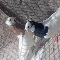 همه با هم|پرنده|دهدشت, |دیوار