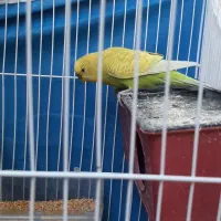 ۲ جفت مرغ عشق روی  تخم