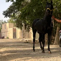 اسب خالص ایرانی عرب|اسب و تجهیزات اسب‌سواری|تهران, نیاوران|دیوار