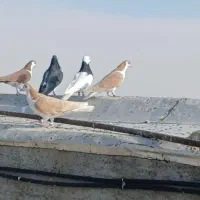 کفتر هوایی ضدوخوردی|پرنده|بردسکن, |دیوار