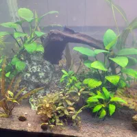 گیاه طبیعی آکواریومی