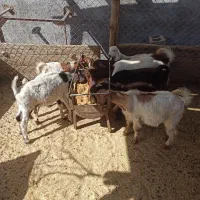 بز وگیسک|حیوانات مزرعه|سنندج, |دیوار