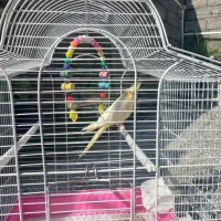 فروش عروس هلندی|پرنده|املش, |دیوار