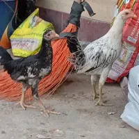 دو عدد جوجه‌خروس لاری دورگ