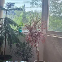 اجاره-64-متری-دو-خواب-فول-ویودار-بر-اصلی-سعدی