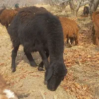 فروش گوسفند بز و بزغاله|حیوانات مزرعه|میاندوآب, |دیوار