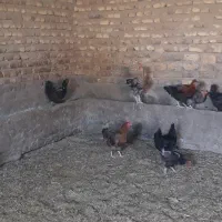 مرغ