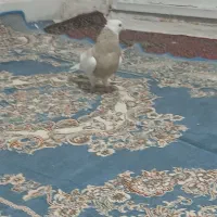 کبوتر|پرنده|کرمانشاه, |دیوار