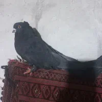 کفتر|پرنده|شاهرود, |دیوار