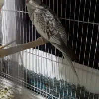 عروس هلندی ایزابلا