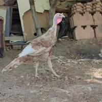 بوقلمون نر بوربون