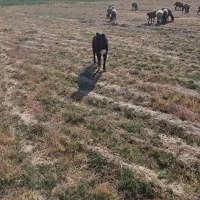 سگ گله|سگ|شیرینسو, |دیوار