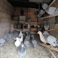 بیست پنج عدد