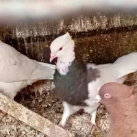 طوقی سرکه ای ماده به شرط