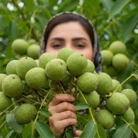 نهال گردولارا درمشهد،ژنتیک پایدار،تضمین بازگشت وجه