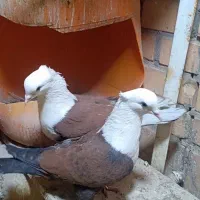 کلاغ کاکلی|پرنده|تربت‌حیدریه, بالا ولایت|دیوار