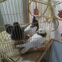 چهار تا کبوتر روهم ۵۰۰