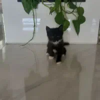 گربه .|گربه|اصفهان, پزوه|دیوار