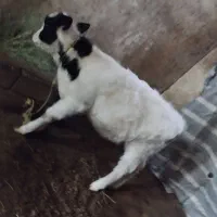 گاو|حیوانات مزرعه|ورزقان, |دیوار