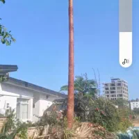 نگهداری باغچه ویلاوپوست کندن درخت نخل یا خرما|خدمات باغبانی و درختکاری|سلمانشهر, |دیوار