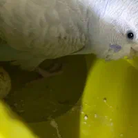 مرغ عشق|پرنده|سمنان, |دیوار