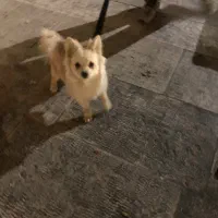 سگ خانگی بسیار زیبا|سگ|ری, دولت‌آباد|دیوار