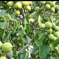 گردو تکان ماهر با داشتن کمربند ایمنی