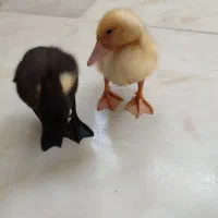 فروش دو عدد اردک