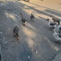 حیوانات درمزرعه|حیوانات مزرعه|میناب, |دیوار