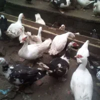 اردک اسرائیلی|حیوانات مزرعه|آستارا, |دیوار