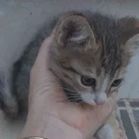 واگذاری رایگان گربه