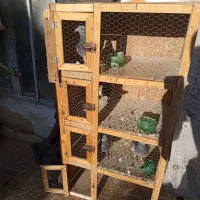 یک جفت کفتر خوب