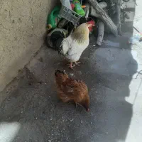 فروش مرغ وخروس محلی