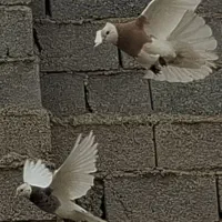 طوقی ۷ رنگ ،الماسی شازده