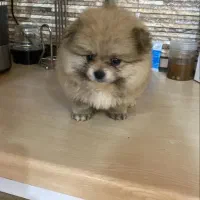 پامرانین|سگ|مشهد, نیروی هوایی|دیوار