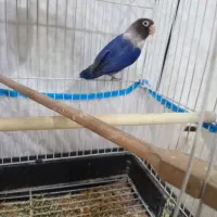 طوطی برزیلی|پرنده|شوشتر, |دیوار