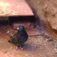 هما و سرور|حیوانات|دلیجان, |دیوار