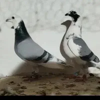 کفتر