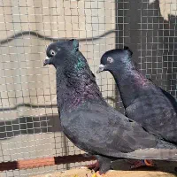 کبوتر فوق پرشی