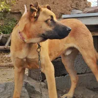 دو قلاده سگ، ژرمن و سرابی