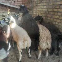 بره قوچ و میش