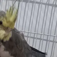 عروس هلندی نر و ماده