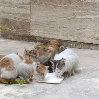 واگذاری گربه|گربه|شیراز, فضل‌آباد|دیوار