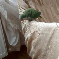 طوطی راهب ۴۵روزه|پرنده|تبریز, |دیوار