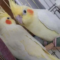 عروس هلندی جفت