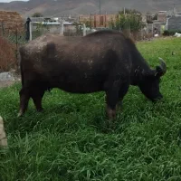 فروشی‌فوری