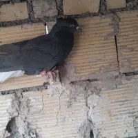 اشعل و...|پرنده|بندر ماهشهر, |دیوار