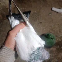 کفتر نوک قنار|پرنده|خزل, |دیوار