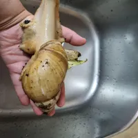 حلزون ۱۵ سانتی کاملا سالم وتخم گذار همش باهم ۸۰۰